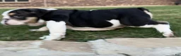 English Bulldog dogs for sale: Marley - Ad 10