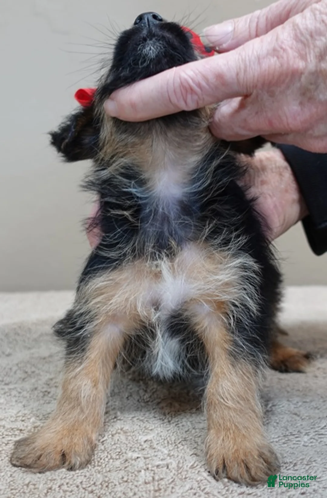 Yorkshire Terrier dogs for sale: Bali - Ad 5