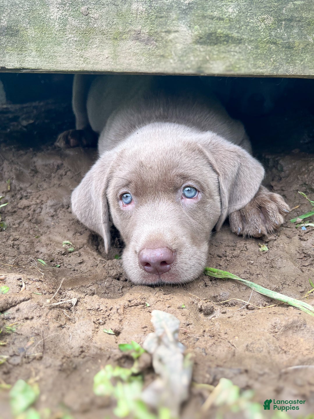 Labrador Retriever dogs for sale: Steve - Ad 1