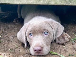 Labrador Retriever dogs Steve - Ad 40