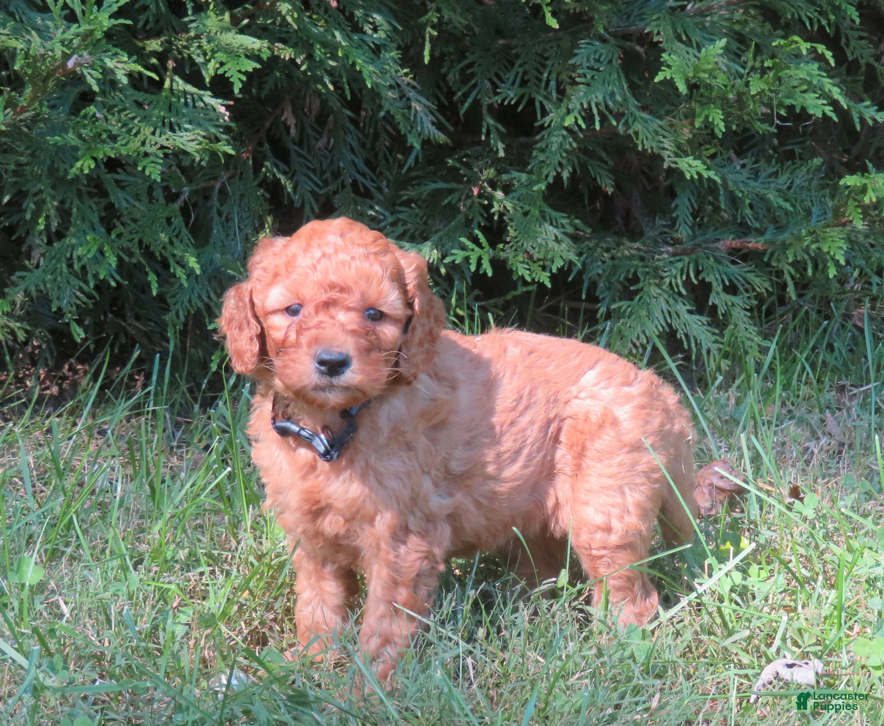 Mini Goldendoodle dogs Mocha - Ad 2
