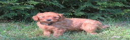 Mini Goldendoodle dogs for sale: Mocha - Ad 2