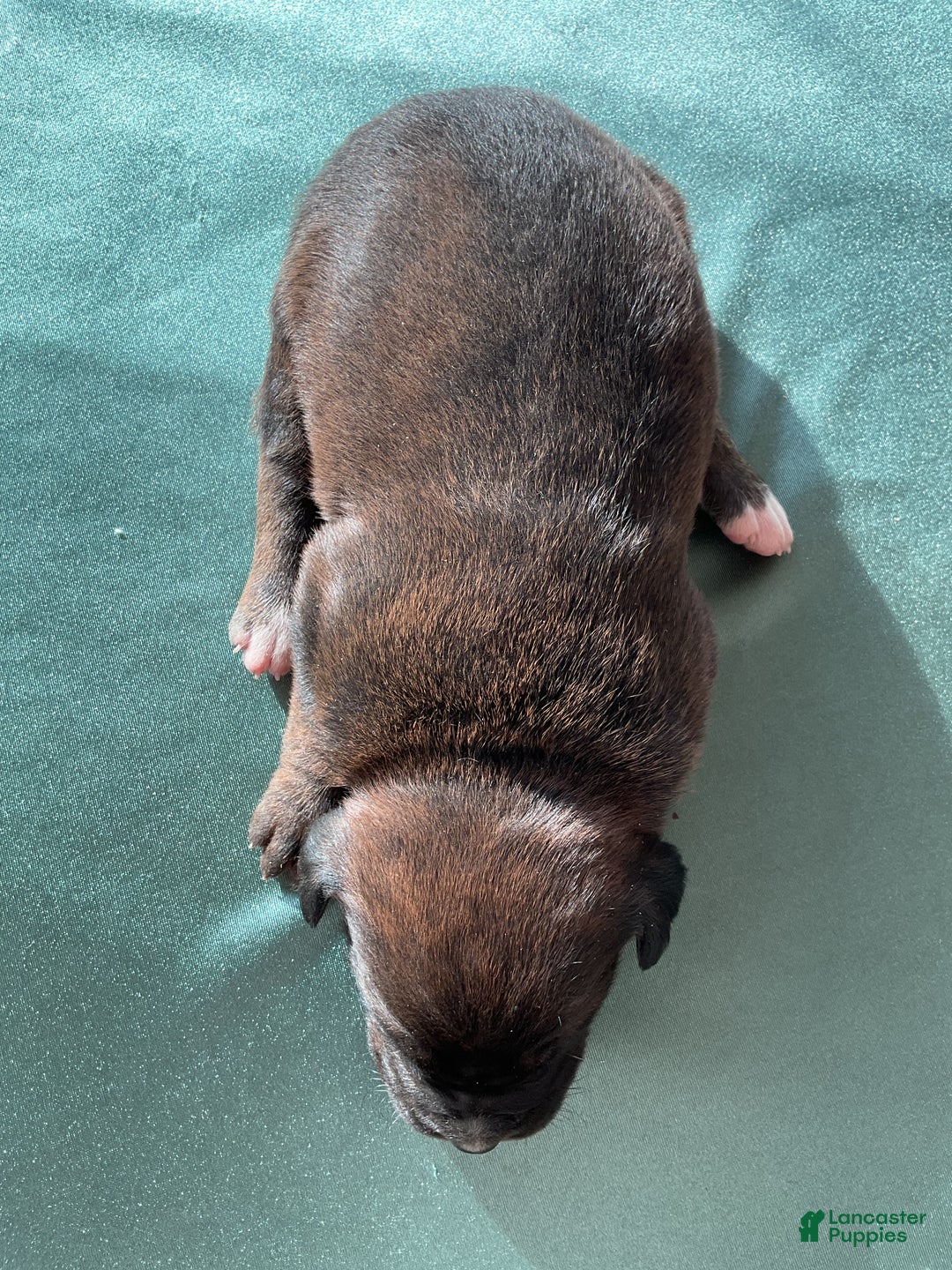 Mixed Breed dogs for sale: Nala - Ad 4