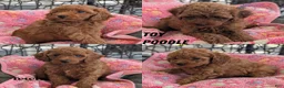 Toy Poodle dogs for sale: Violet  - Ad 14