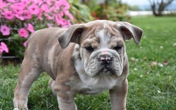 Mixed Breed dogs for sale: Maxie - Image 9