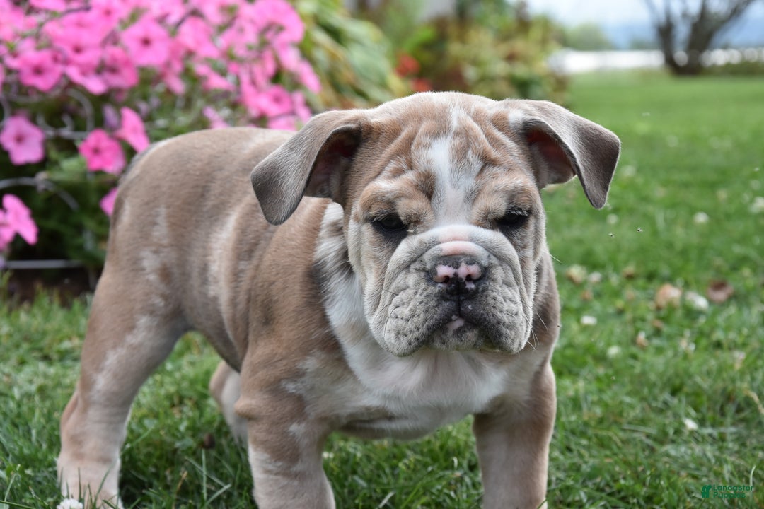 Mixed Breed dogs for sale: Maxie - Ad 9