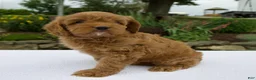 Cavapoo dogs for sale: Gage - Ad 5