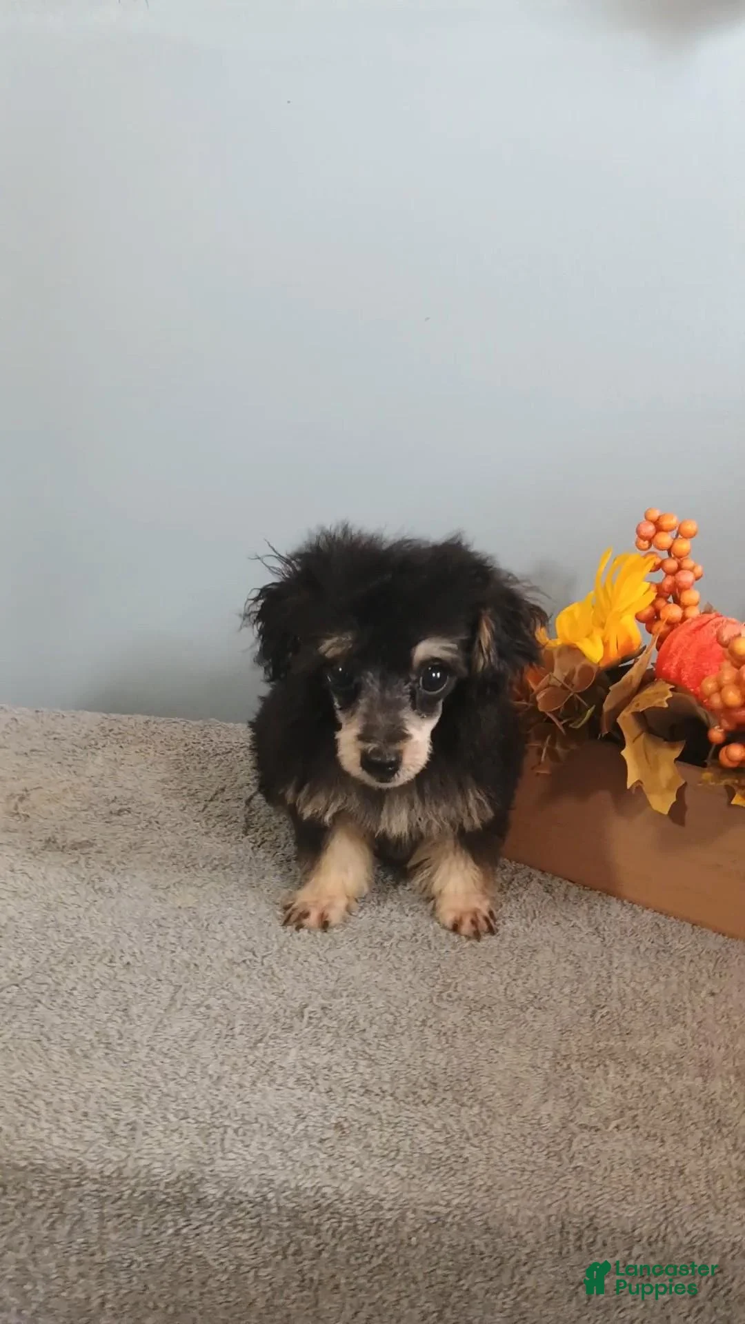 Toy Poodle dogs for sale: Toy Poodle 5 - Ad 2