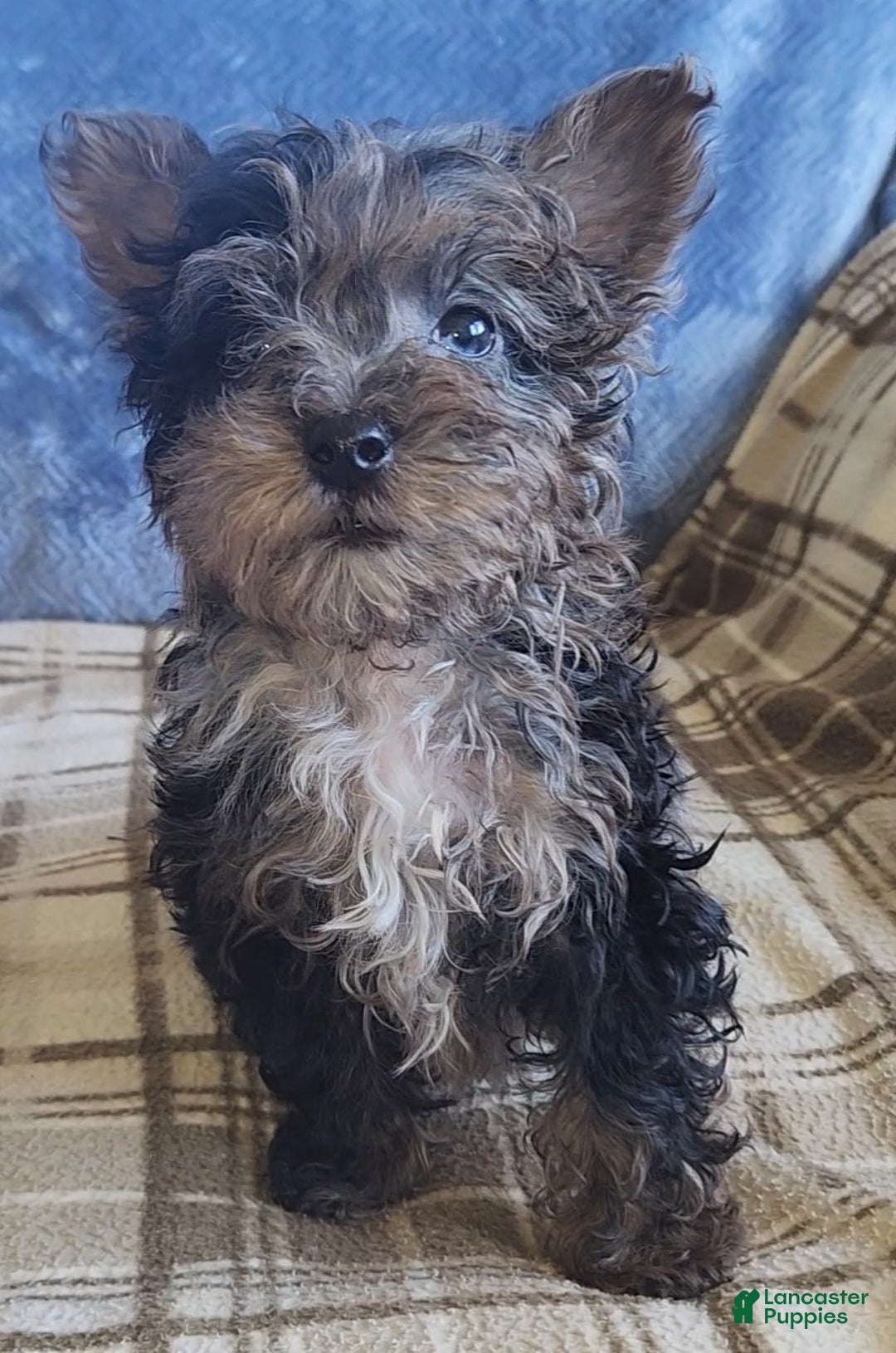 Yorkiepoo dogs for sale: Paul - Ad 2