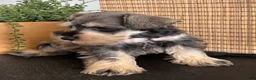 Miniature Schnauzer dogs for sale: Teddy - Ad 9