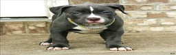 American Bully dogs for sale: SNOOP DOGG - Ad 5