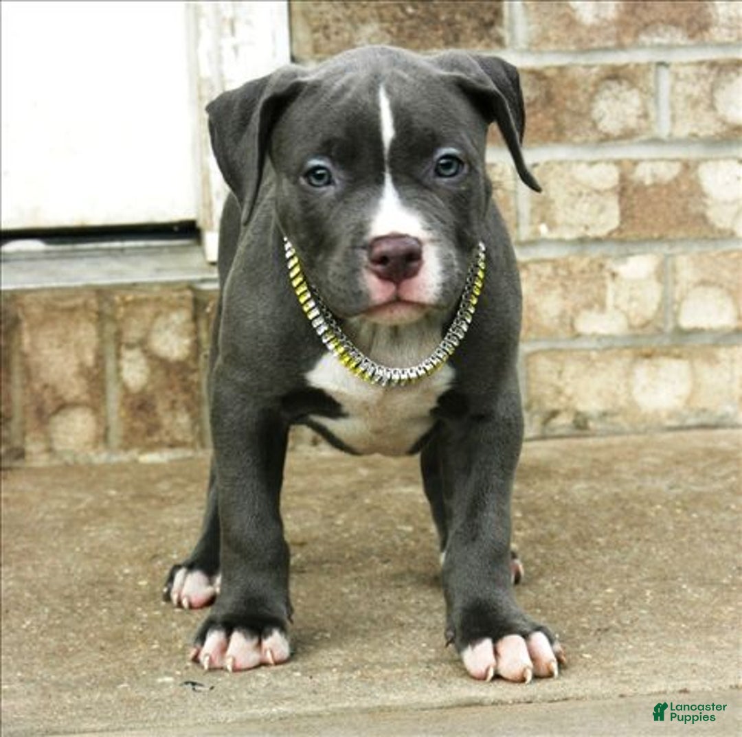 American Bully dogs for sale: SNOOP DOGG - Ad 5