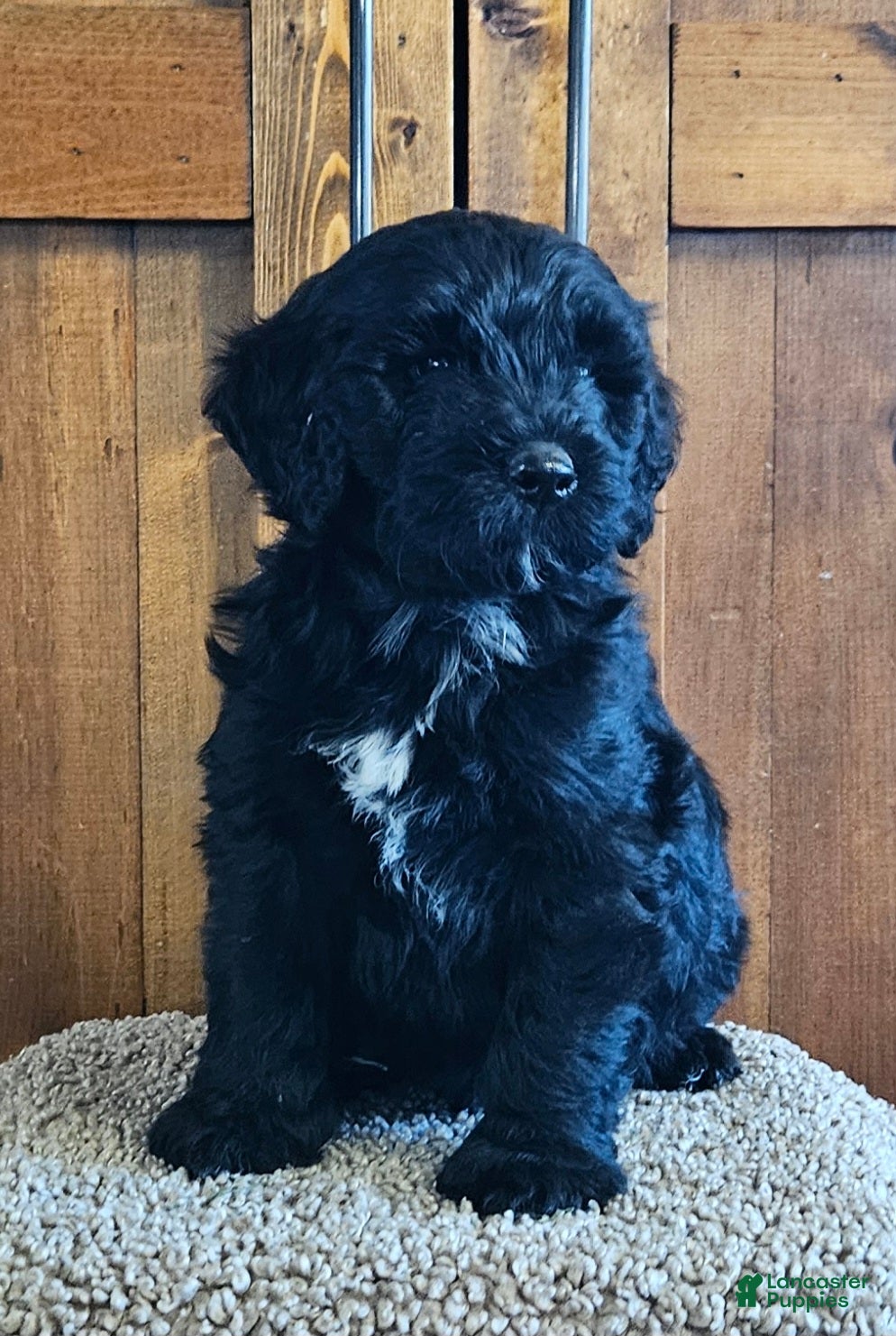Portuguese Water Dog dogs for sale: Enzo - Ad 4