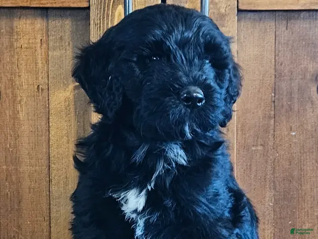 Portuguese Water Dog dogs for sale: Enzo - Ad 1