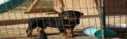 Rottweiler dogs for sale: Rottweiler F1 - Ad 4