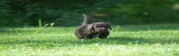 Portuguese Water Dog dogs for sale: Megan - Ad 12