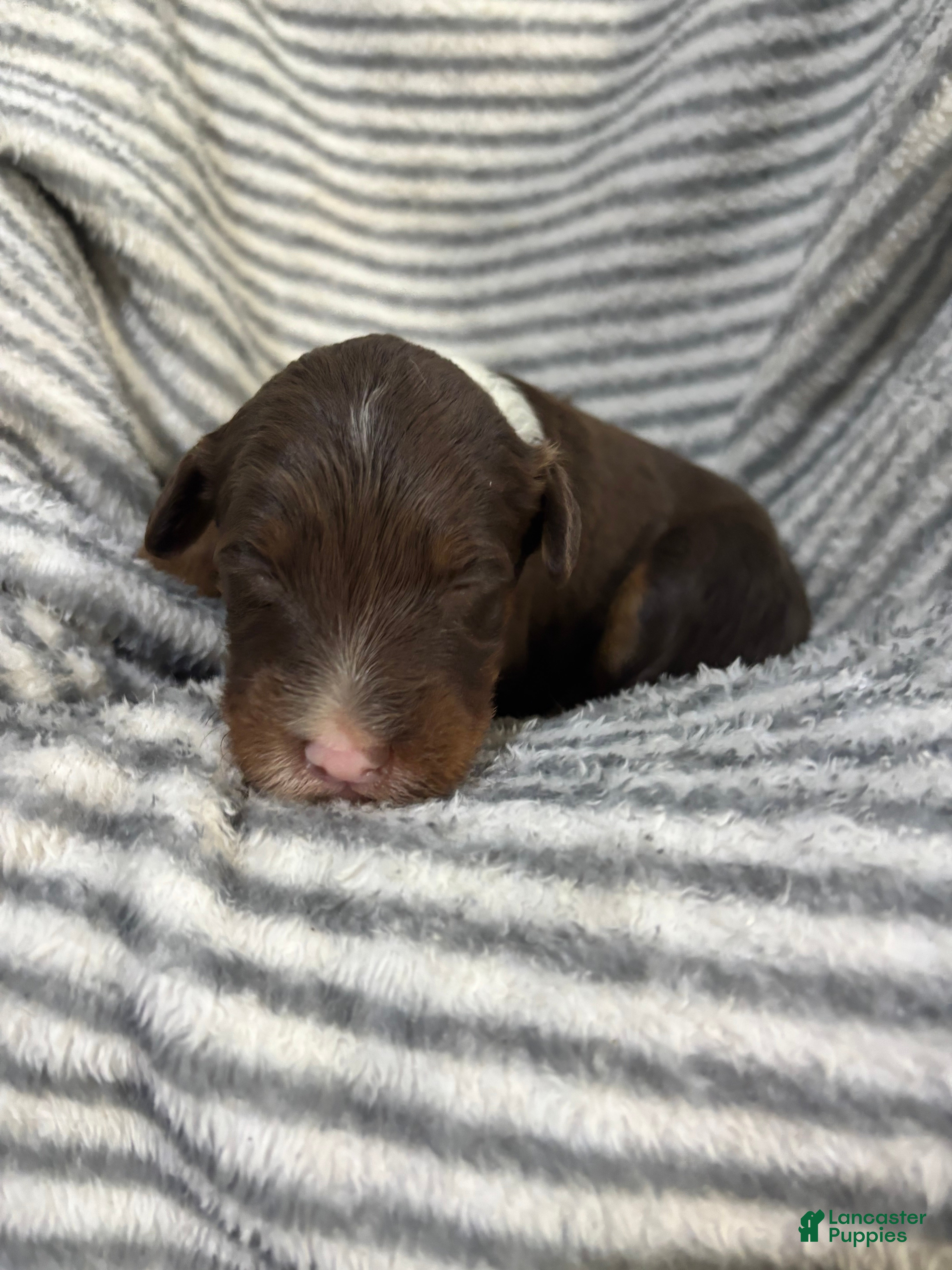 Aussiedoodle dogs Aussiedoodle 5 - Ad 2