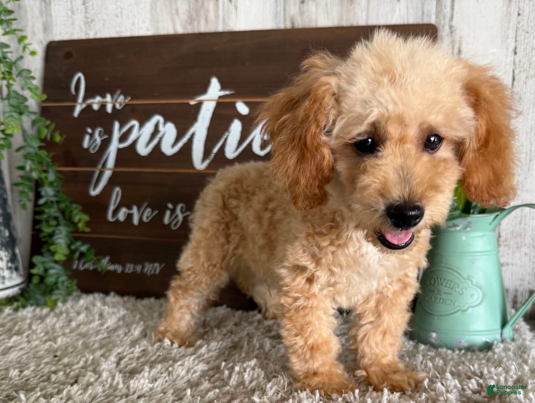 Maltipoo dogs for sale: Eldo - Ad 11