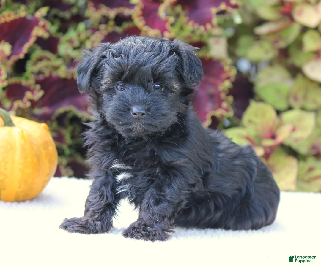 Yorkiepoo dogs for sale: Kate - Ad 1