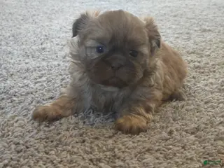 Shih Tzu dogs Pops - Ad 20