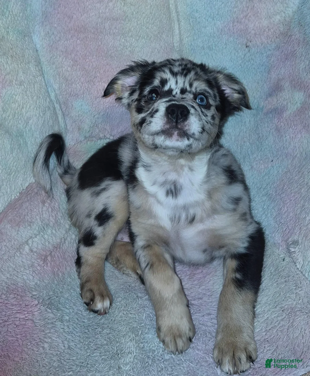 Mixed Breed dogs for sale: Rain - Ad 2