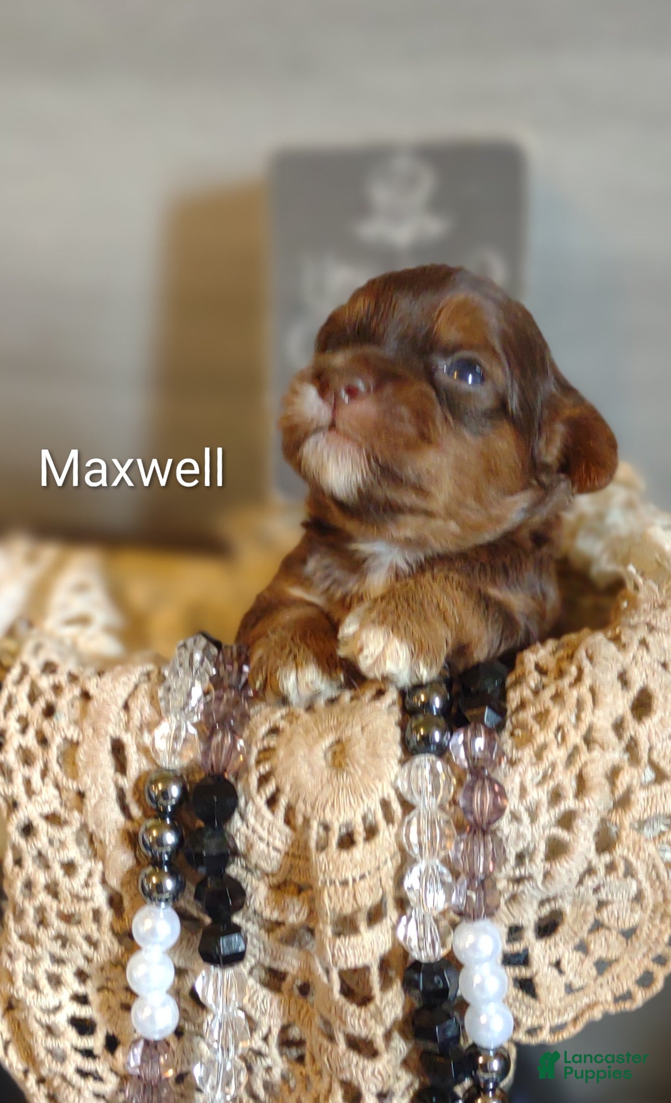 Shihpoo dogs Shihpoo Puppy 4 Maxwell  - Ad 1