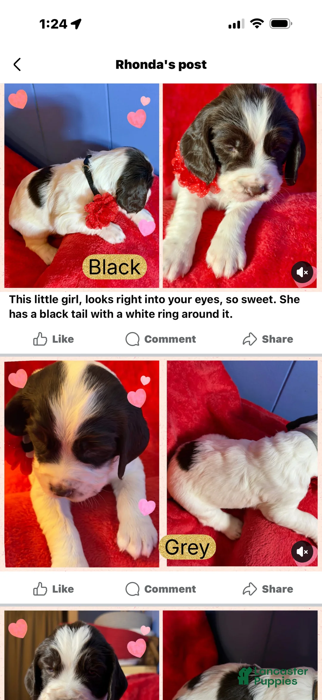 English Springer Spaniel dogs for sale: English Springer Spaniel Puppy 4 - Ad 1