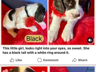 English Springer Spaniel dogs English Springer Spaniel Puppy 4 - Ad 18