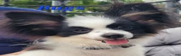 Papillon dogs for sale: Bugs - Ad 1