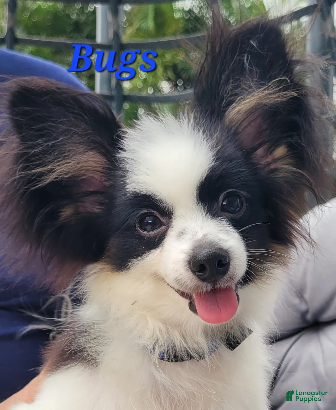 Papillon dogs for sale: Bugs - Ad 1