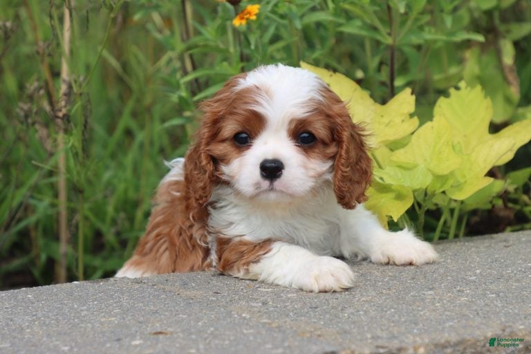Cavalier King Charles Spaniel dogs for sale: Saul - Ad 2