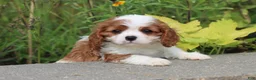 Cavalier King Charles Spaniel dogs for sale: Saul - Ad 1
