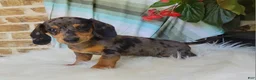 Miniature Dachshund dogs for sale: Trigger  - Ad 4