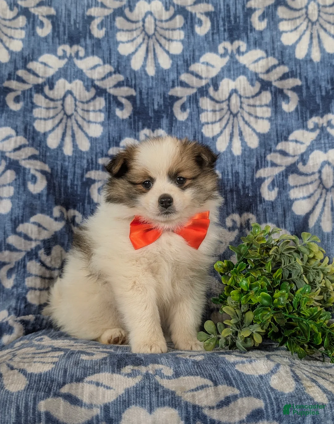 Pomeranian dogs for sale: Lamar - Ad 1