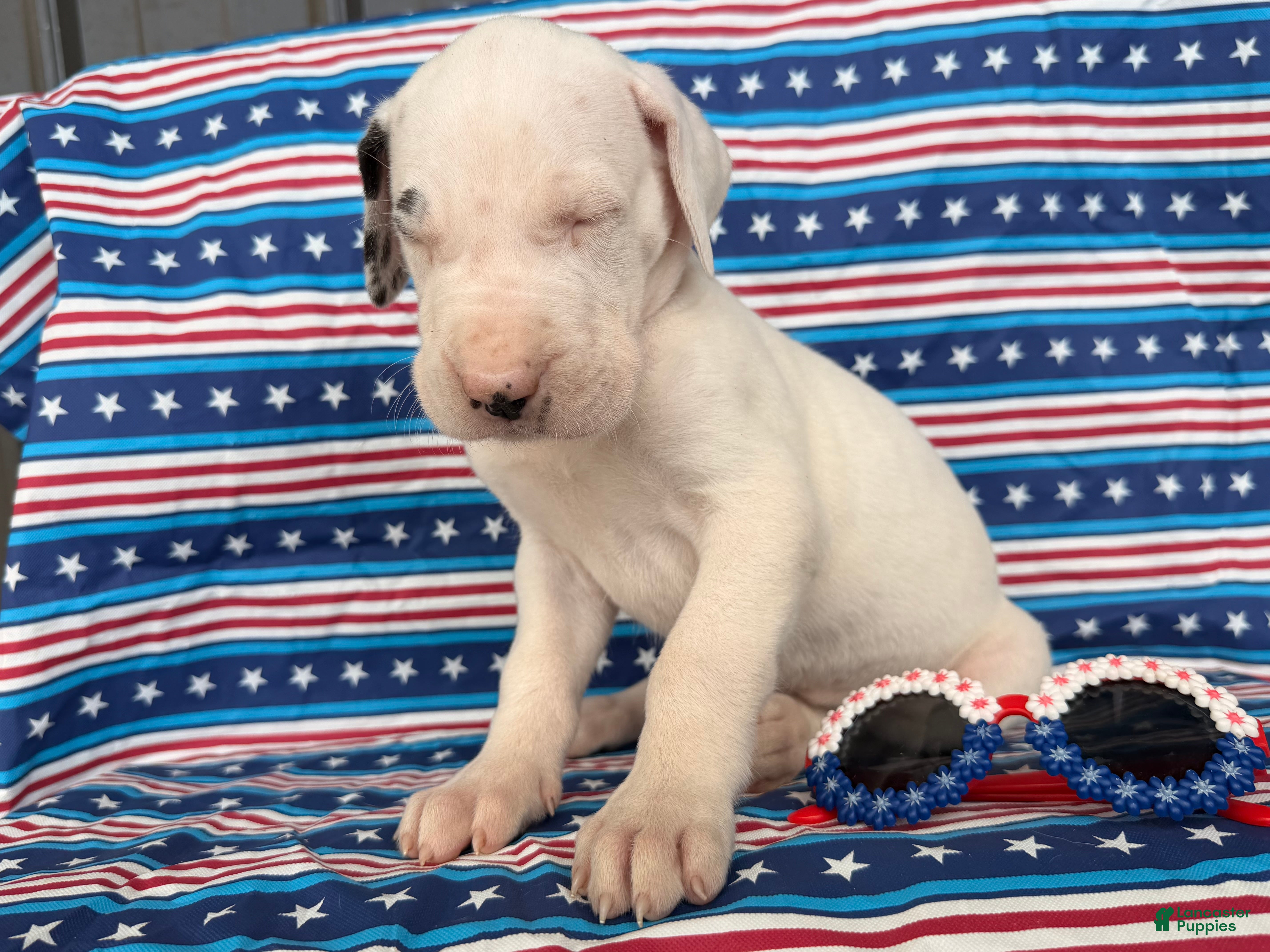 Great Dane dogs Pearl Great Dane  - Ad 2