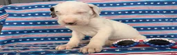 Great Dane dogs for sale: Pearl Great Dane  - Ad 2