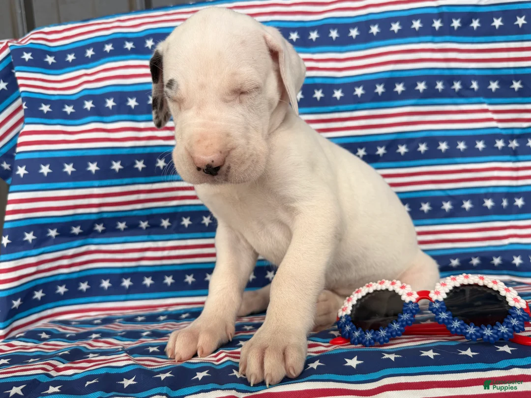 Great Dane dogs for sale: Pearl Great Dane  - Ad 2