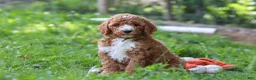 Standard Poodle dogs for sale: Benji AKC - Ad 5