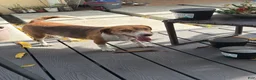Beagle dogs for sale: Beagle 6 - Ad 4