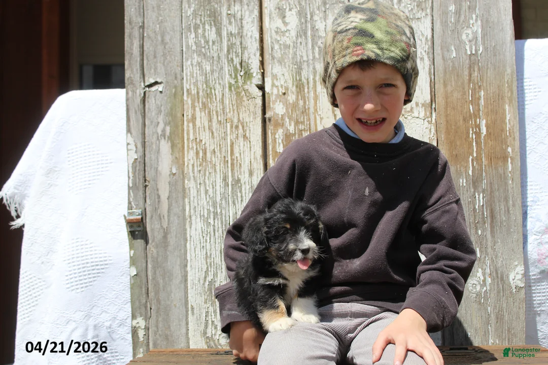 Corgipoo dogs for sale: Jordan - Ad 7