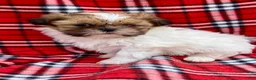 Shih Tzu dogs for sale: Finn - Ad 3