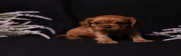 Cavalier King Charles Spaniel dogs for sale: Neil - Ad 15