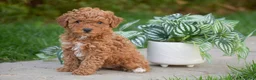 Miniature Poodle dogs for sale: Grace - Ad 1