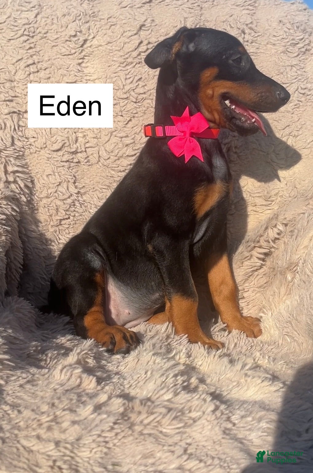 Doberman Pinscher dogs Eden - Ad 1