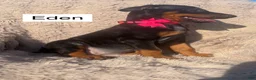Doberman Pinscher dogs for sale: Eden - Ad 1