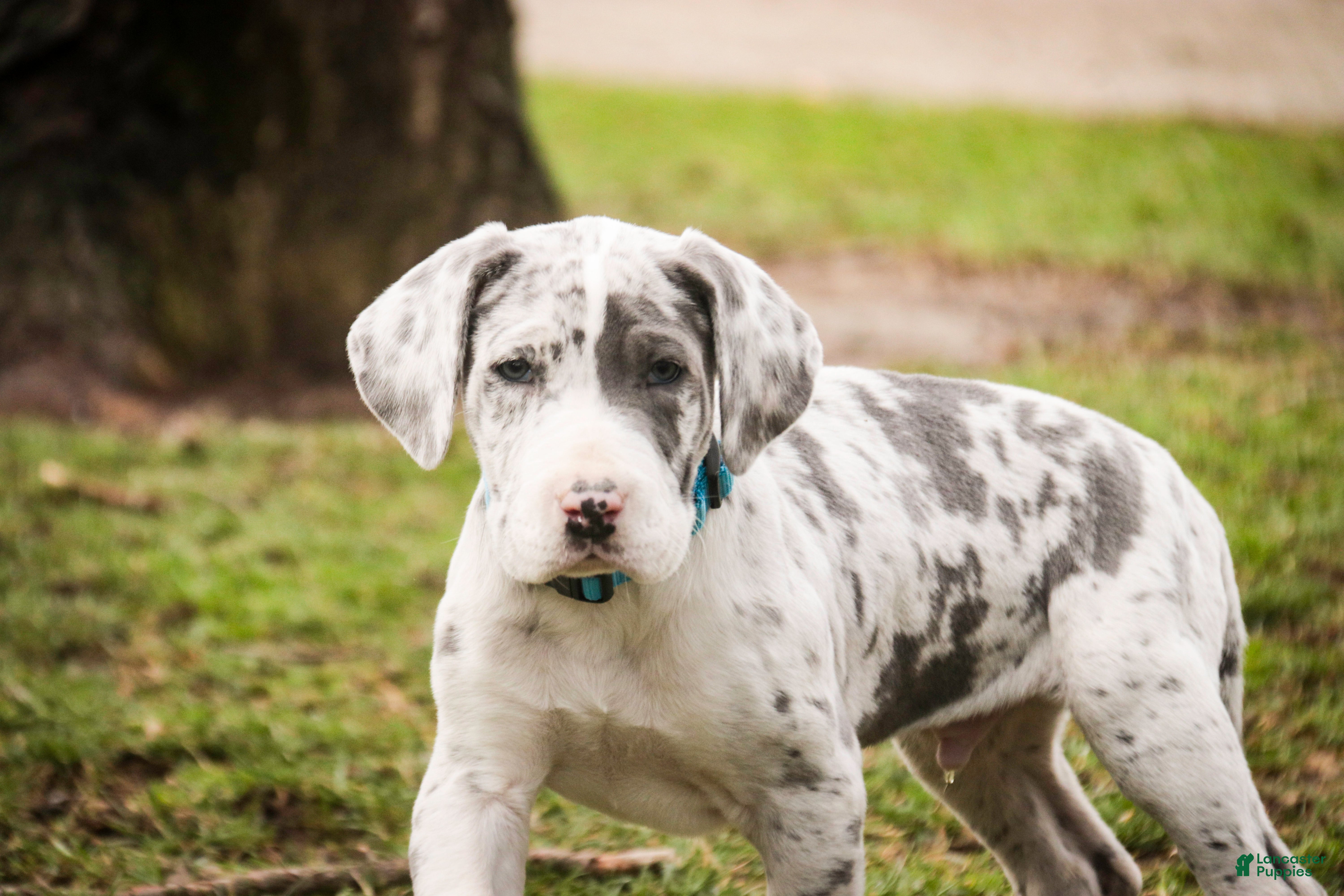 Great Dane dogs Winston - Ad 2