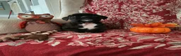 Boxer dogs for sale: Colonia - Ad 6
