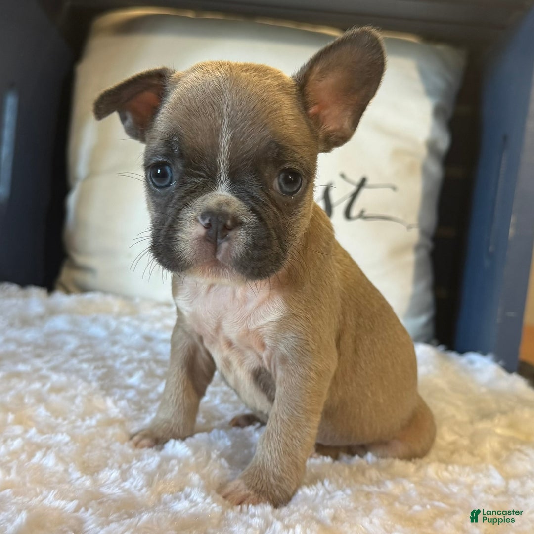 French Bulldog dogs for sale: Alex - Ad 20