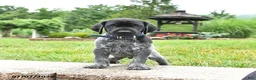 German Shorthaired Pointer dogs for sale: Harvey - Ad 2