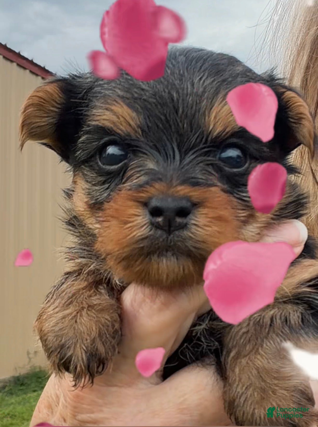 Yorkshire Terrier dogs for sale: Yorkshire Terrier 3 - Ad 1